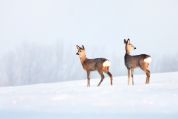 Rehe im Winter reh-im-winter